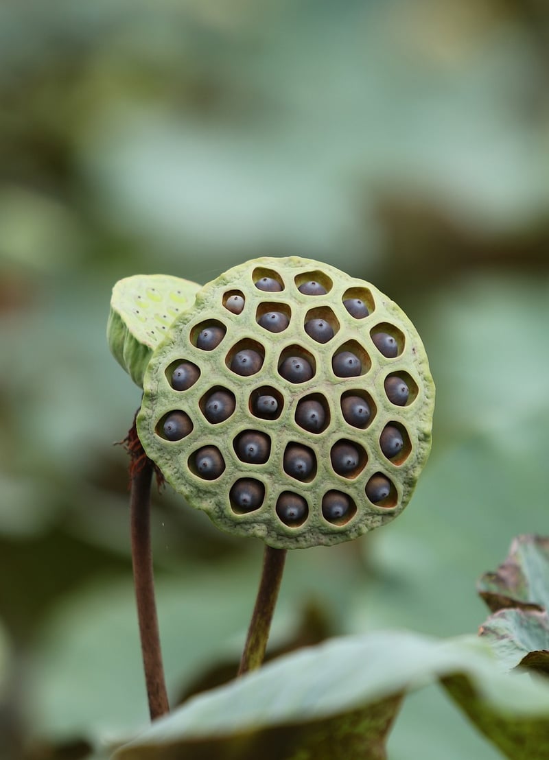 Futuristic Pods
